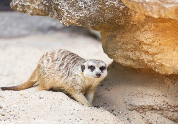 Meerkat (suricata suricatta) animal sauvage — Photo