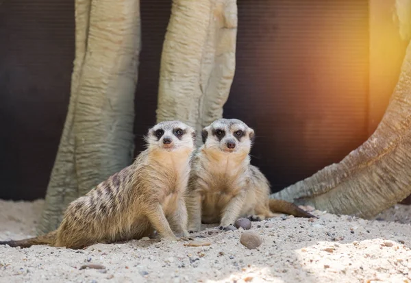 Suricates (suricata suricatta) animaux sauvages — Photo