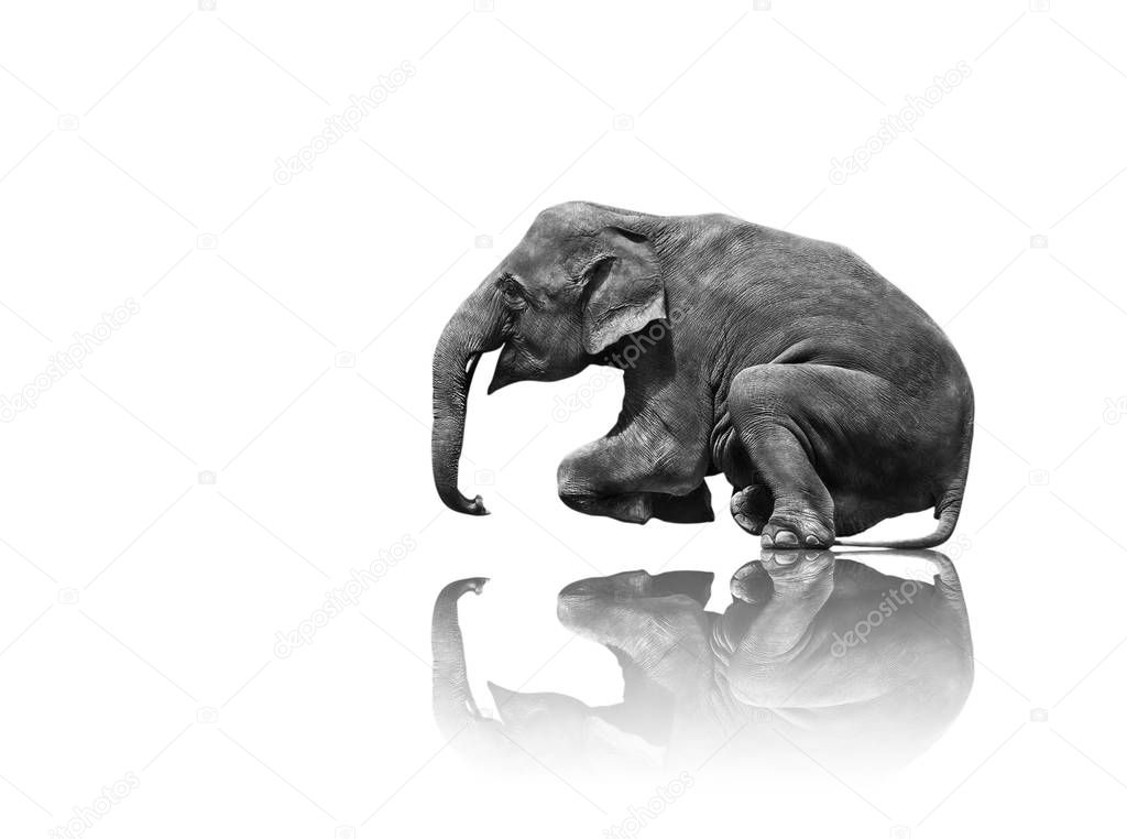  elephant sitting isolated on white background