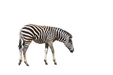 ovalar zebra (Equus quagga) veya beyaz arka plan üzerinde izole Burchell zebra (Equus burchelli)