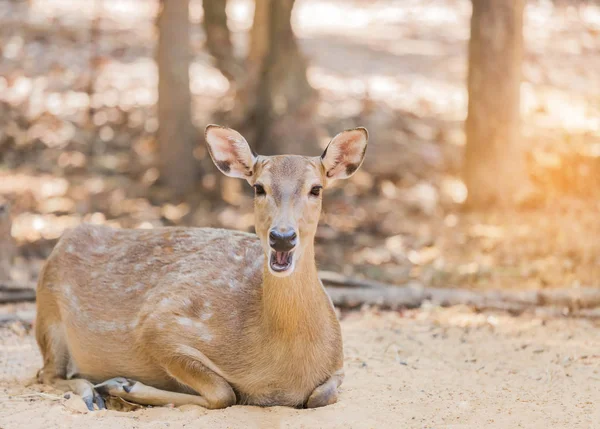 Ciervos sika o ciervos manchados o ciervos japoneses (Cervus nippon) animales salvajes que descansan en la naturaleza — Foto de Stock