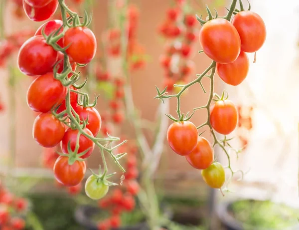 Закрыть красные помидоры черри, растущие на органической ферме — стоковое фото