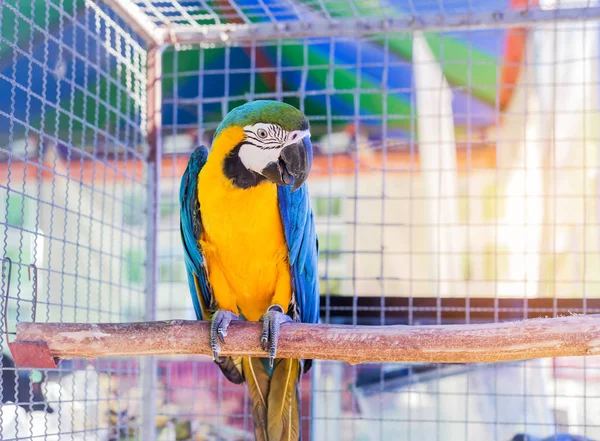 关闭蓝色和黄色金刚鹦鹉或蓝色和金鹦鹉鸟站立栖在分支 — 图库照片