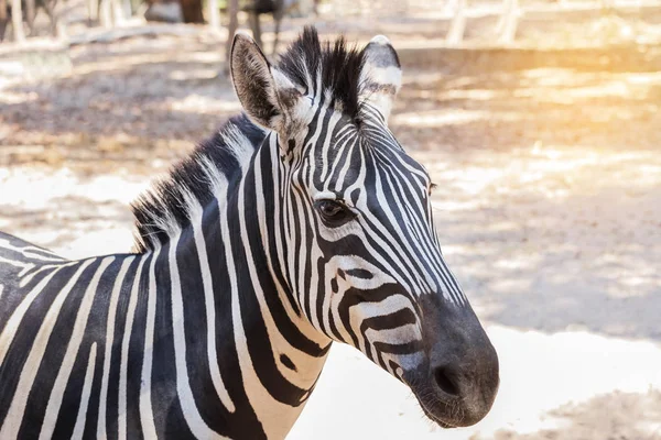 Close up head gf  plains zebra (Equus quagga) or Burchells zebra (Equus burchelli) — Stock Photo, Image