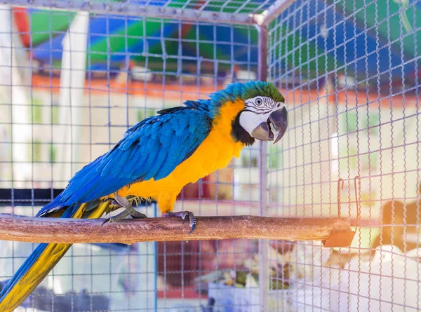 Guacamayo azul y amarillo o guacamayo azul y dorado de pie en la rama — Foto de Stock