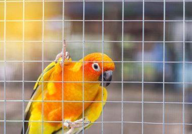 genel savaş mezarlığı (Don - Rak savaş mezarlığı) Dünya Savaşı Kanchanaburi Tayland Müttefik mahkumların tarihi anıtlar