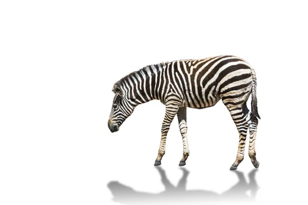 Zebra Stepowa Equus Quagga Lub Burchells Zebra Equus Burchelli Stojący — Zdjęcie stockowe