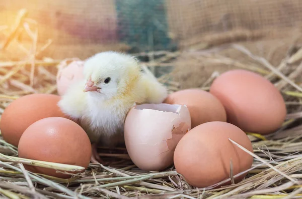 genel savaş mezarlığı (Don - Rak savaş mezarlığı) Dünya Savaşı Kanchanaburi Tayland Müttefik mahkumların tarihi anıtlar