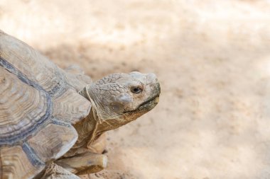 Baş sulcata kaplumbağa veya Afrika teşvik kaplumbağa (Geochelone sulcata) clawling doğada kapatın                   