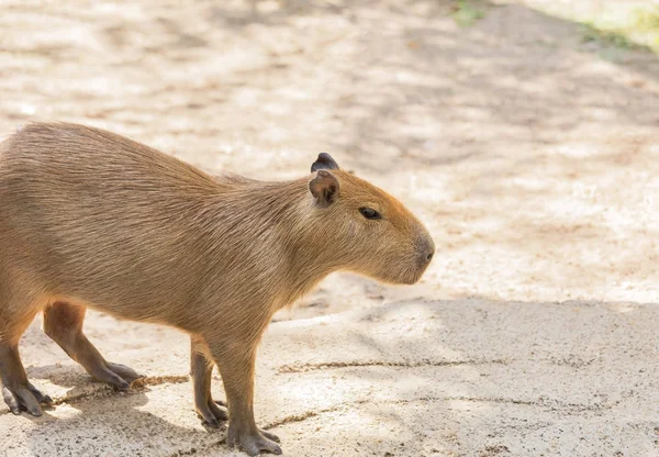 Kapybary Hydrochoerus Hydrochaeris Stojící Relaxace Přírodě — Stock fotografie