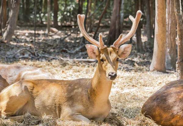 Ciervos Sika Jóvenes Ciervos Manchados Ciervos Japoneses Cervus Nippon Animales — Foto de Stock