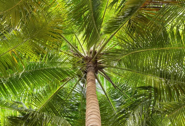 椰子树从地板上抬起来看风景 — 图库照片