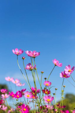 güneşli mavi gökyüzü ile alanında çiçeklenme renkli pembe cosmos çiçekler kadar kapatın