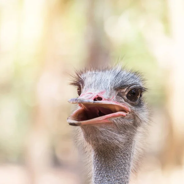 Tutup Kepala Burung Unta Struthio Camelus Dalam Fokus Selektif Alami — Stok Foto