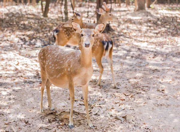 Close Young Male Sika Deers Spotted Deers Japanese Deers Cervus — Stock Photo, Image