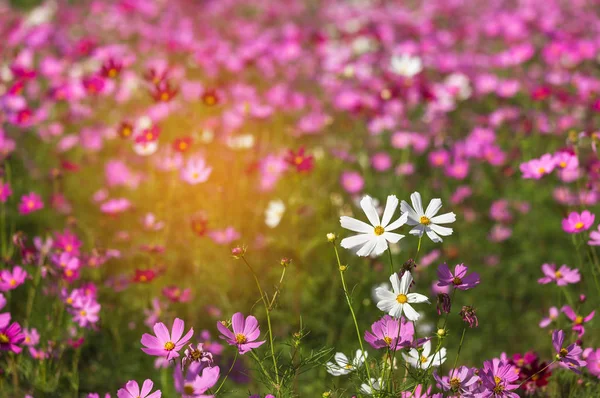 Close Colorful White Pink Cosmos Flowers Blooming Field Sunny Day — Stock Photo, Image