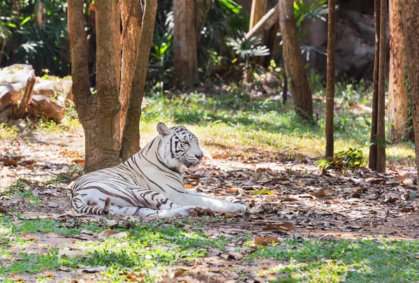 Белый Бенгальский Тигр Отдыхает Природе Тени Деревьев — стоковое фото