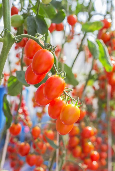 Close Tomates Cereja Vermelho Pendurar Árvores Que Crescem Fazenda Orgânica — Fotografia de Stock