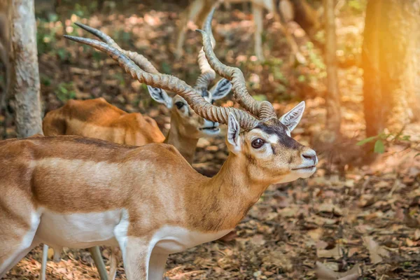 Detailní Záběr Antilopa Jelení Antilopa Divoké Zvíře Přírodě — Stock fotografie