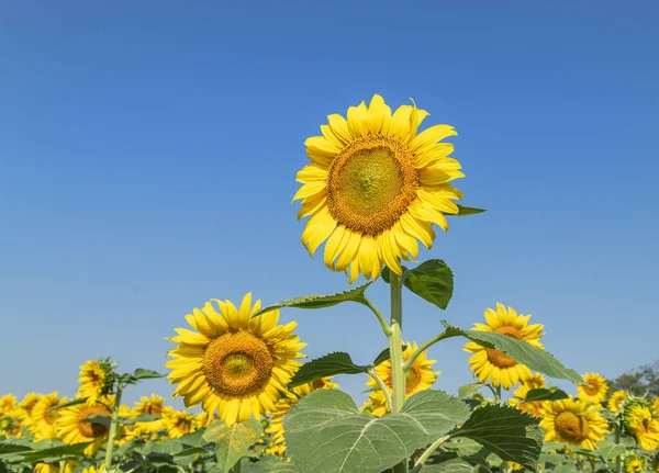 Grote Zonnebloem Bloemen Bloeien Plantage Veld Onder Blauwe Hemel — Stockfoto