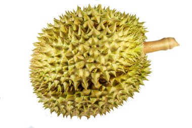 Durian, Tayland 'da ünlü meyvelerin kralıdır. Durian meyvesi, beyaz arka planda izole edilmiştir. Durian, büyük boyutu, güçlü kokusu ve dikenle kaplı kabuğuyla ayırt edicidir..