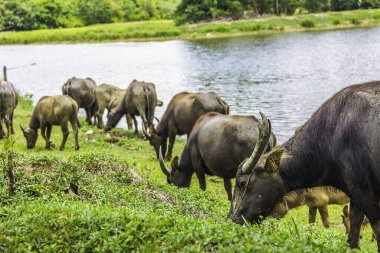 Bufalo tarlada ot yiyerek yürüyor. Bufalo portresi. Tayland 'daki çiftlikte Asya bufalosu. Yaklaş.