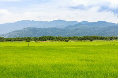 Mavi gökyüzü ve sandalyenin altındaki pirinç tarlasında yeşil pirinç kulağı