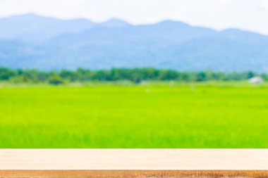 Mavi gökyüzü ve sandalyenin altındaki pirinç tarlasında yeşil pirinç kulağı