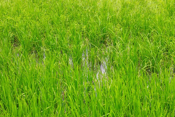Zelené Ucho Rýže Rýžovém Poli Pod Modrou Oblohou Židlí — Stock fotografie