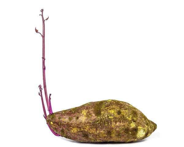 Batatas Doces Orgânicas Frescas Isoladas Close Legumes Batata Crua Isolados — Fotografia de Stock
