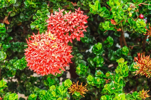Ixora Kwiaty Ogrodzie Parku — Zdjęcie stockowe