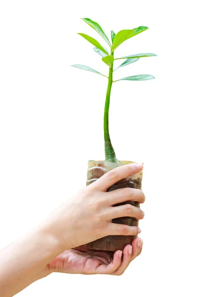 Mãos Segurando Planta Verde Isolado Fundo Branco — Fotografia de Stock