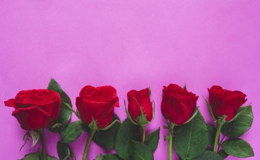 Sevgililer Günü konsepti. Mor veya pembe arkaplanda izole kırmızı gül.