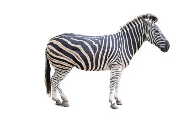 beyaz arkaplanda izole edilmiş zebra