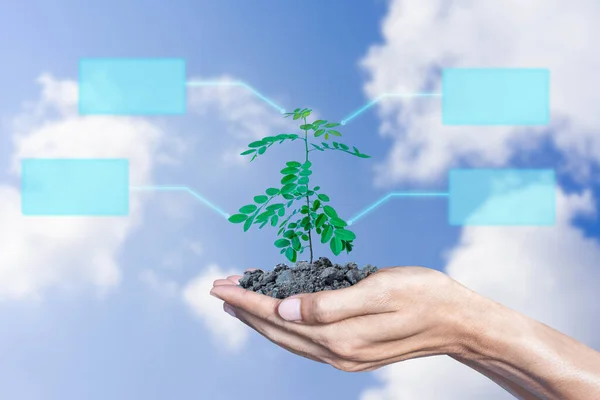 Hands holding the growth plant a tree with sky and cloud background. Earth Day and Save world conservation wild concept.