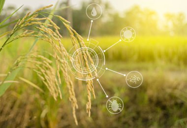 Modern tarım kavramı. Olgun pirinç kulakları ve çeltik arka planda akıllı tarım ikonu teknolojisi.