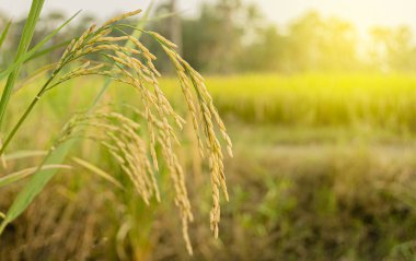 Modern tarım kavramı. Olgun pirinç kulakları ve çeltik arka planda akıllı tarım ikonu teknolojisi.