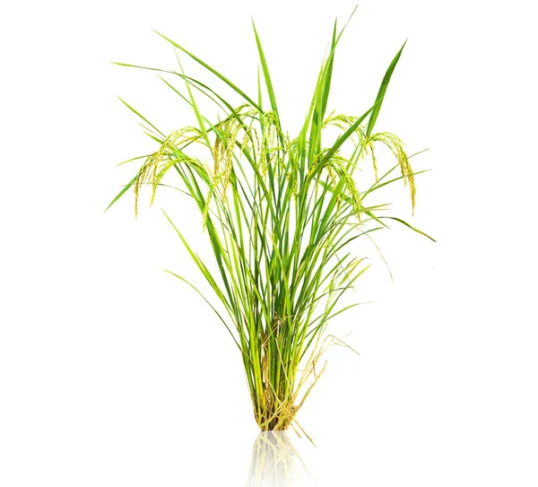 Conceito de agricultura moderna. Orelhas maduras isoladas de arroz sobre fundo branco . — Fotografia de Stock