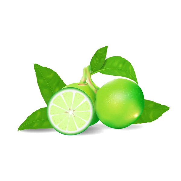 Lime gyümölcs és szelet levelek elszigetelt a háttérben. Vektor illusztráció reális stílusban. — Stock Vector