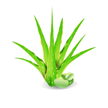 Beyaz arka planda izole edilmiş aloe vera. Vektör illüstrasyon tasarımı.
