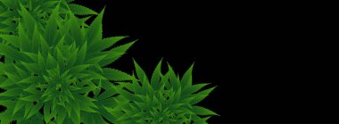 Arka planda marihuana ya da esrar. Vektör illüstrasyon tasarımı.