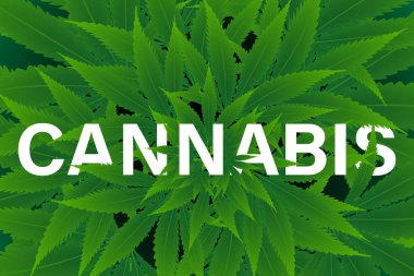 Arka planda marihuana ya da esrar. Vektör illüstrasyon tasarımı.