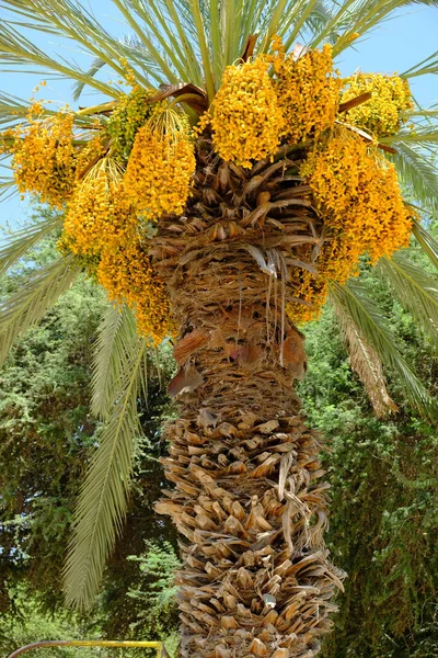 Peru Huacachina - Raw bunch of Date Palm tree hanging on the tree stock