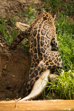 Nehir banka yacare caiman çekerek jaguar