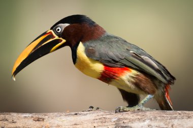 Profil günlüğüne tünemiş kestane kulaklı aracari