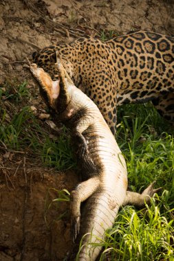 Jaguar pulling dead yacare caiman along bank clipart