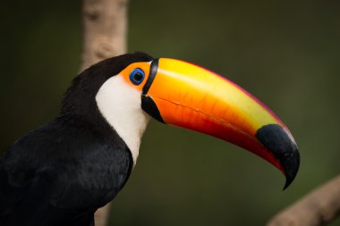 Yakın çekim yeşil bir arka plana dayanır toco toucan