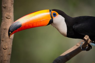 Kameraya bakarak toco toucan Close-Up