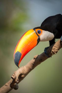 Gaga çapraz tutarak toco toucan Close-Up