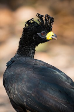 Close-Up döndü kafa ile siyah curassow